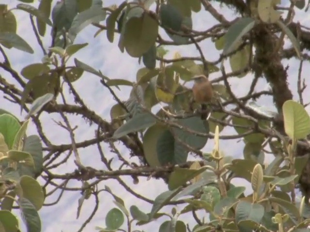 Brown-backed Chat-Tyrant - ML201569461