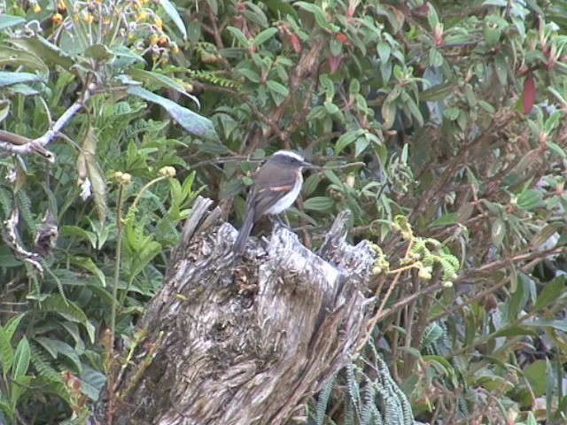 Rufous-breasted Chat-Tyrant - ML201569471