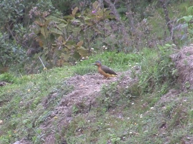 Andean Flicker (Northern) - ML201569481