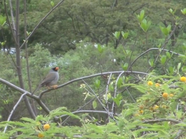 Gray-winged Inca-Finch - ML201569511