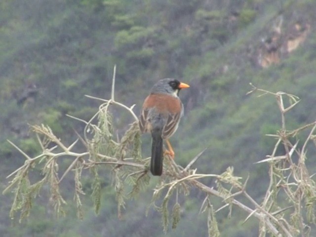 Buff-bridled Inca-Finch - ML201569551