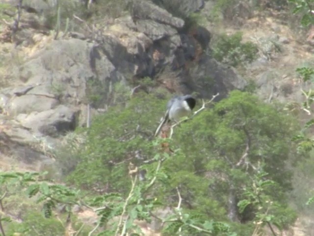 Marañon Gnatcatcher - ML201569601