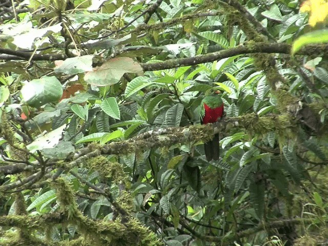 Golden-headed Quetzal - ML201569831