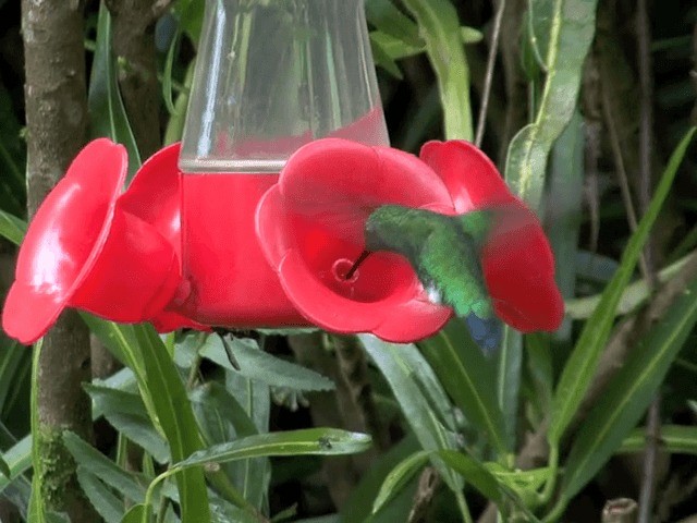 kolibřík blýskavý - ML201569871