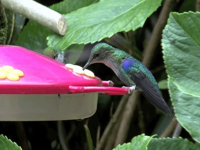 Crowned Woodnymph (Green-crowned) - ML201569891