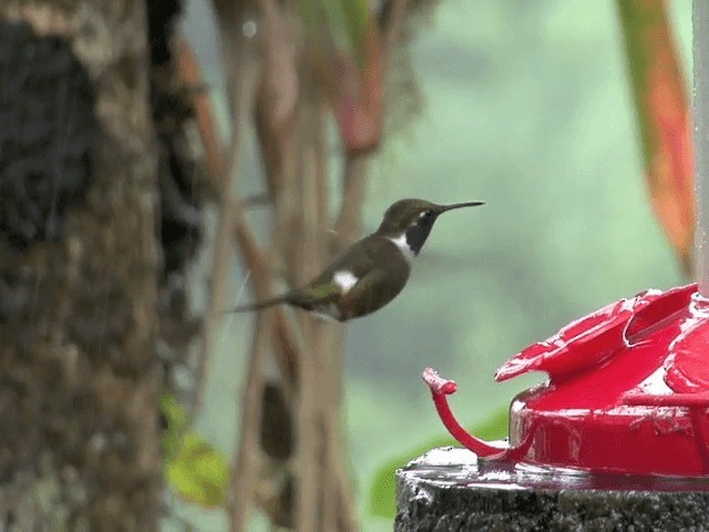 Colibrí de Mitchell - ML201569911