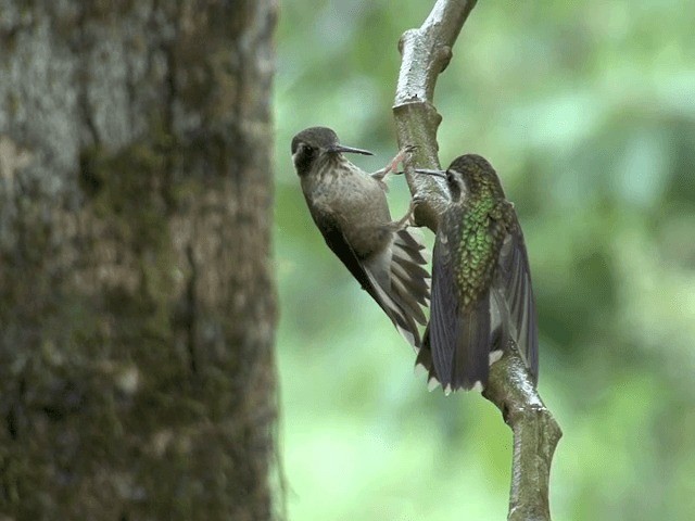 Colibri moucheté (maculata) - ML201569951