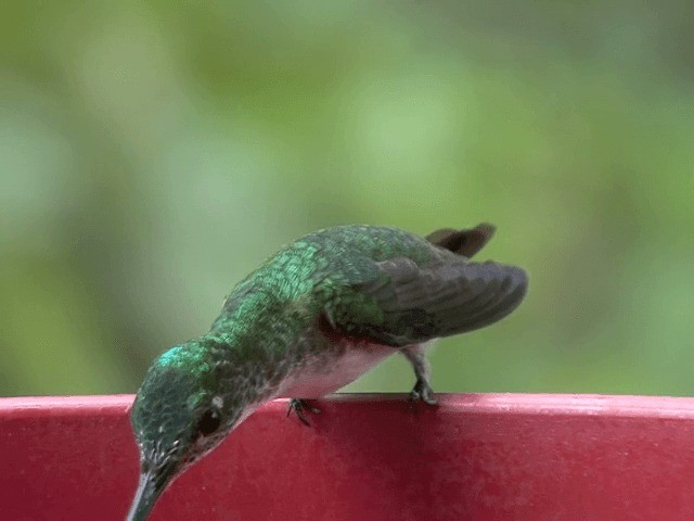 kolibřík andský - ML201569971