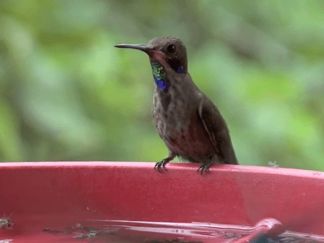 Brown Violetear - ML201569991