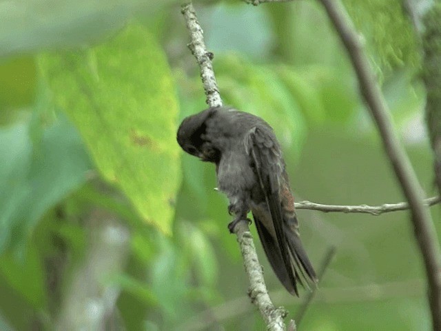 Braun-Veilchenohrkolibri - ML201570031