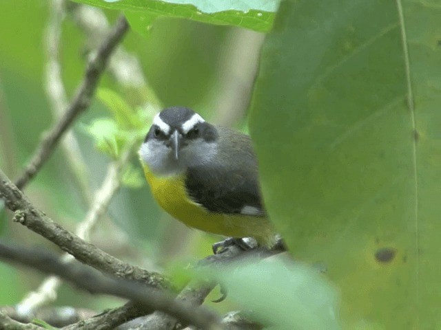 Bananaquit (Continental) - ML201570051