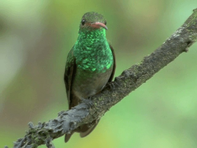 Rufous-tailed Hummingbird (Rufous-tailed) - ML201570061