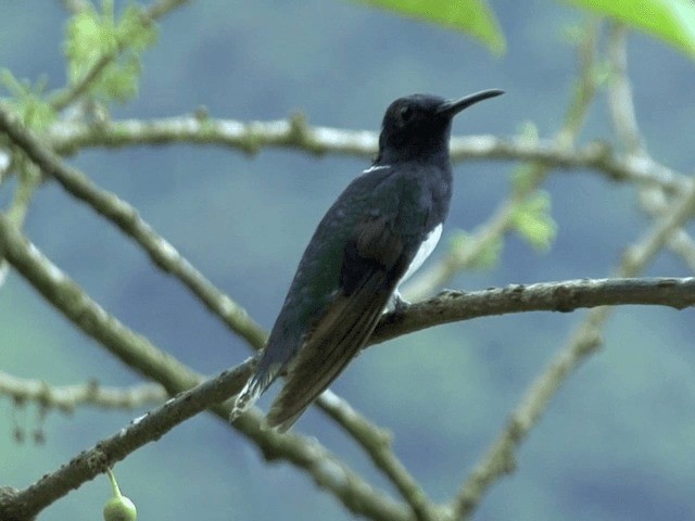 kolibřík bělokrký - ML201570071
