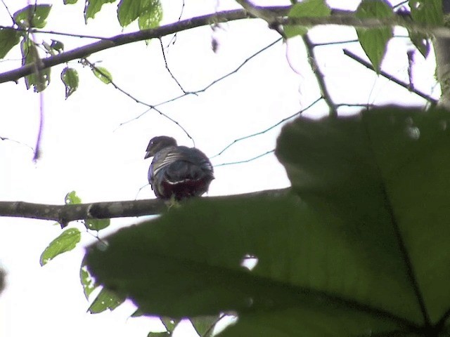 Crested Quetzal - ML201570081