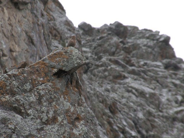 Red-fronted Rosefinch - ML201570111