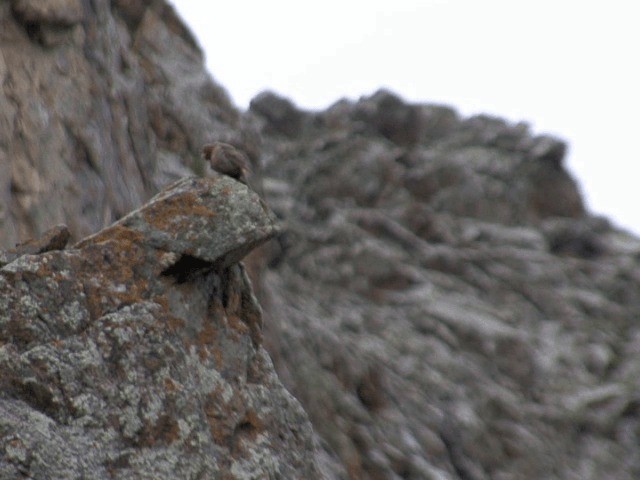 Red-fronted Rosefinch - ML201570121