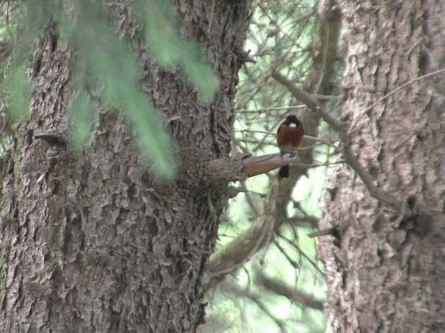 White-throated Redstart - ML201570151