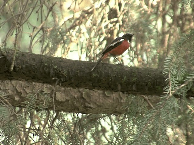 White-throated Redstart - ML201570171