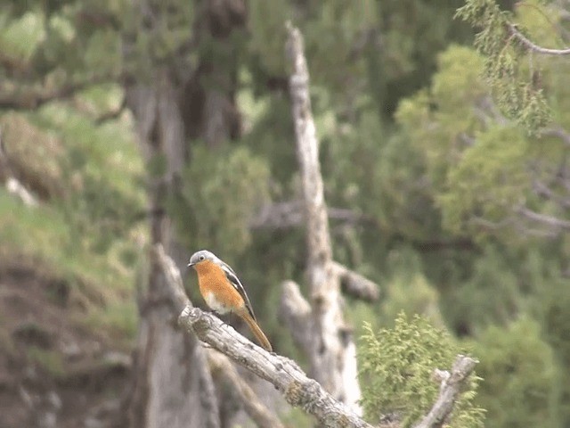 Colirrojo de Przewalski - ML201570181