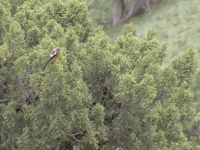 Ala Shan Redstart - ML201570201