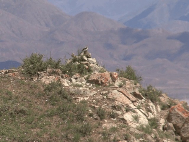 Alcaudón Gigante - ML201570211