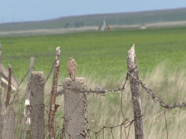 Alouette de Mongolie - ML201570241