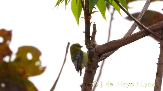 Pájaro Moscón Amarillo - ML201570381