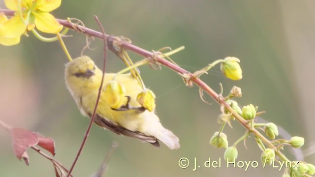 Pájaro Moscón Amarillo - ML201570391