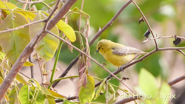 Yellow Penduline-Tit - ML201570401