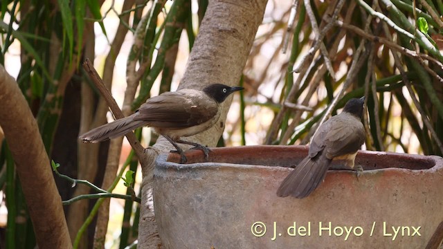 Weißaugen-Drosselhäherling (reinwardtii) - ML201570421