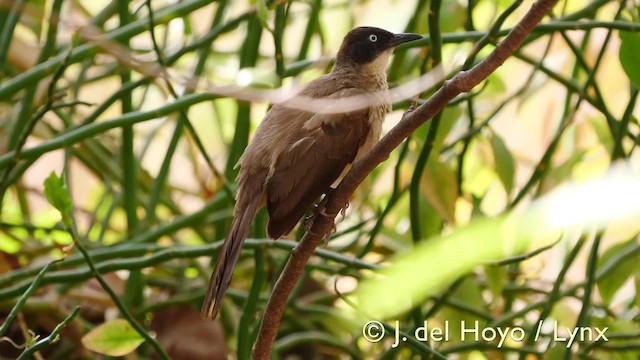 Blackcap Babbler (Blackcap) - ML201570431