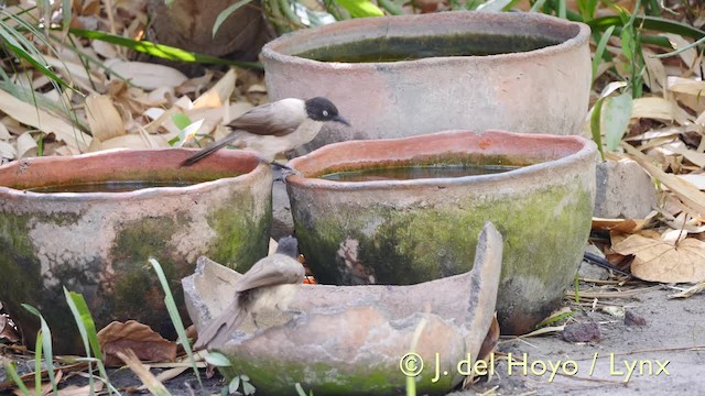 Blackcap Babbler (Blackcap) - ML201570441