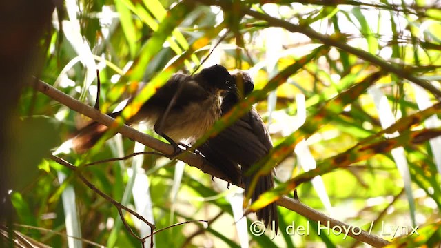 Weißaugen-Drosselhäherling (reinwardtii) - ML201570451