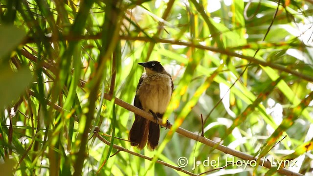 Blackcap Babbler (Blackcap) - ML201570461