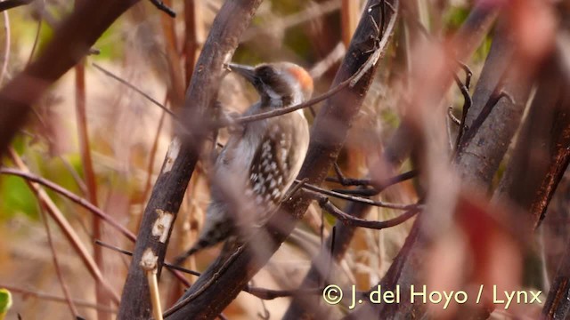 Brown-backed Woodpecker - ML201570471