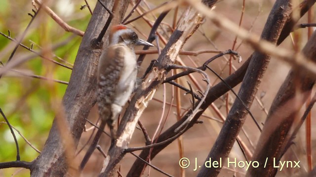 Brown-backed Woodpecker - ML201570491