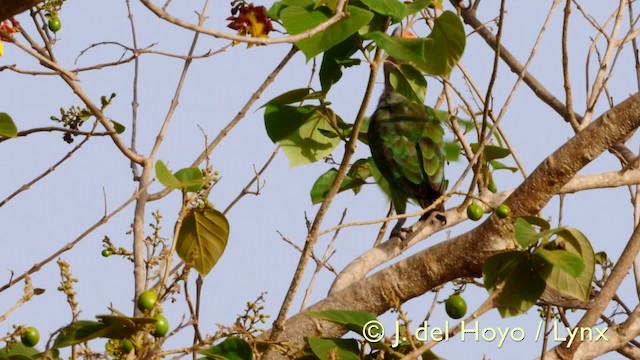 papoušek šedohlavý (ssp. fuscicollis) - ML201570541