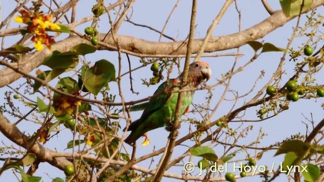 papoušek šedohlavý (ssp. fuscicollis) - ML201570551