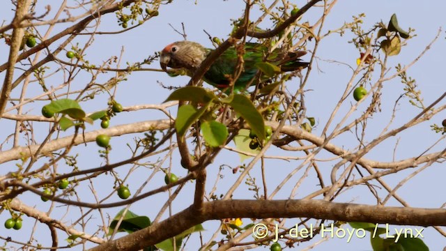 papoušek šedohlavý (ssp. fuscicollis) - ML201570561