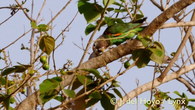 papoušek šedohlavý (ssp. fuscicollis) - ML201570571