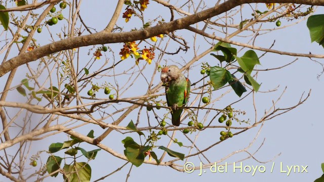 papoušek šedohlavý (ssp. fuscicollis) - ML201570581
