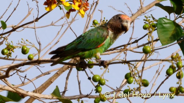 papoušek šedohlavý (ssp. fuscicollis) - ML201570591
