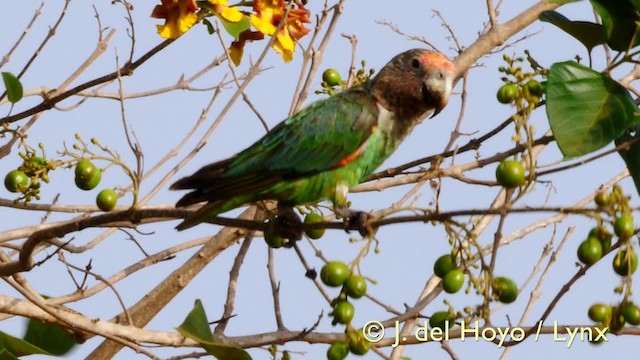 Brown-necked Parrot (Brown-necked) - ML201570591