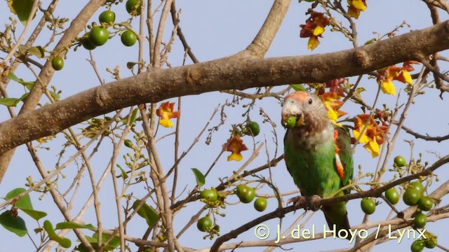 papoušek šedohlavý (ssp. fuscicollis) - ML201570601