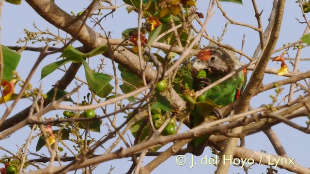 papoušek šedohlavý (ssp. fuscicollis) - ML201570611