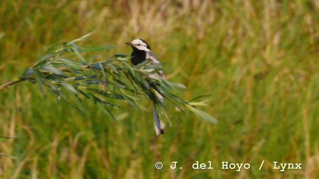 White Wagtail (ocularis) - ML201570641