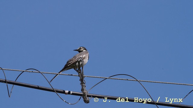 White Wagtail (ocularis) - ML201570651