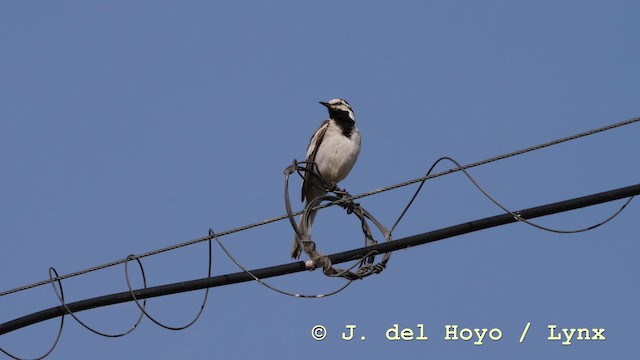 White Wagtail (ocularis) - ML201570661