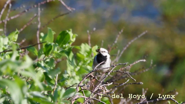 White Wagtail (ocularis) - ML201570671