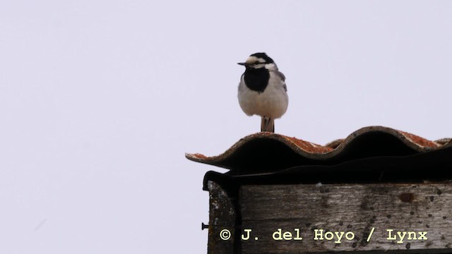 White Wagtail (ocularis) - ML201570681